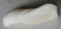 Trisidos tortuosa  Linnaeus, 1758   Arcidae 